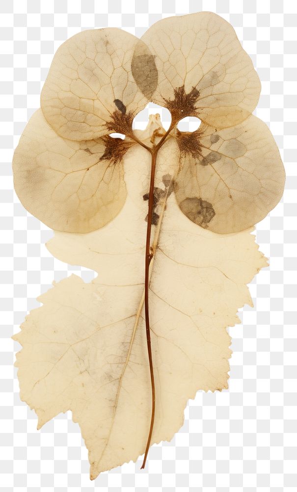 PNG  Real Pressed a hortensia leaf flower plant.