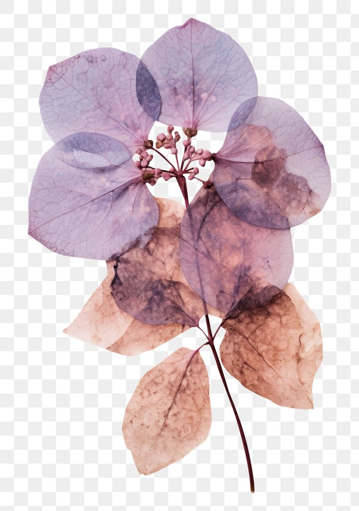 PNG  Real Pressed a hortensia flower leaf plant.