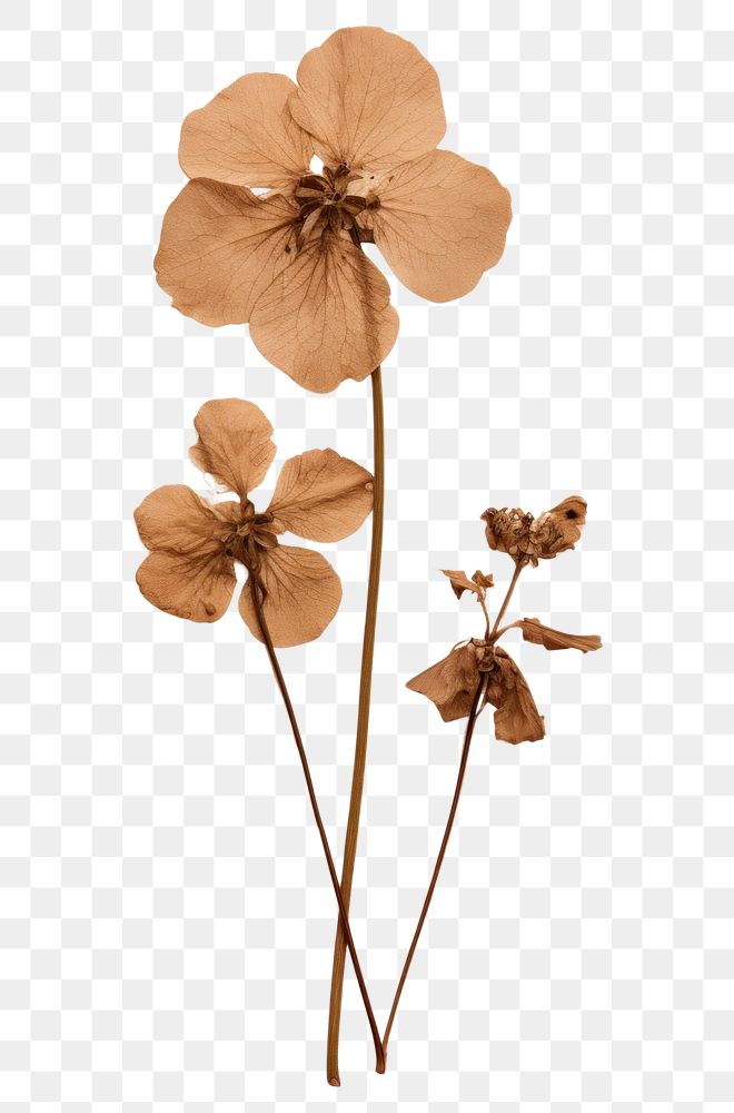 PNG  Real Pressed a hydrengea flower petal plant.