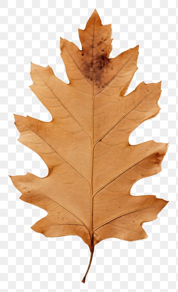 PNG  Real Pressed a oak leaf textured plant tree.
