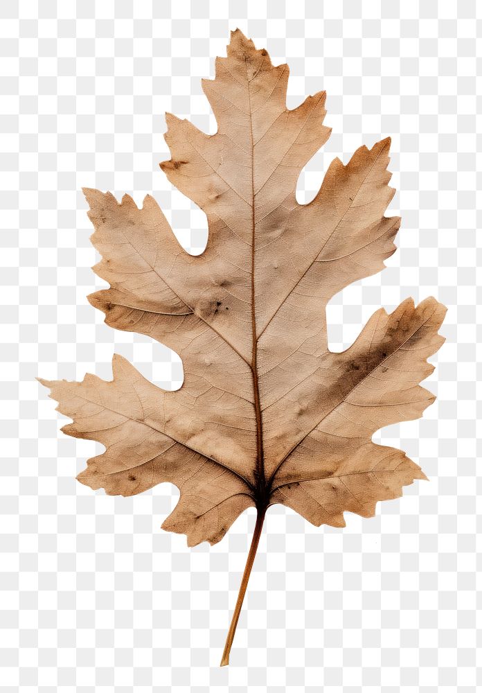 PNG  Real Pressed a oak leaf plant paper tree.