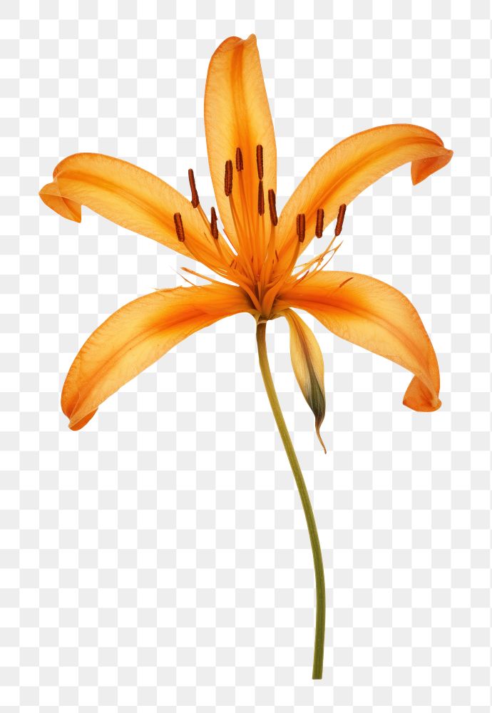 PNG  Real Pressed a orange lily flower plant inflorescence.