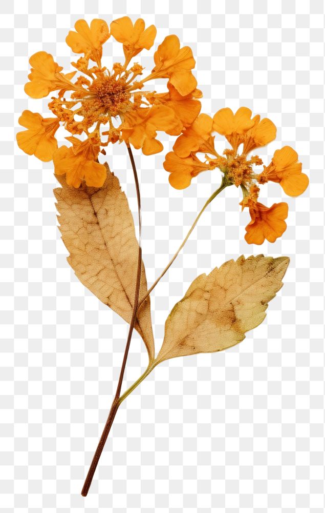 PNG  Real Pressed a lantana flower leaf plant.