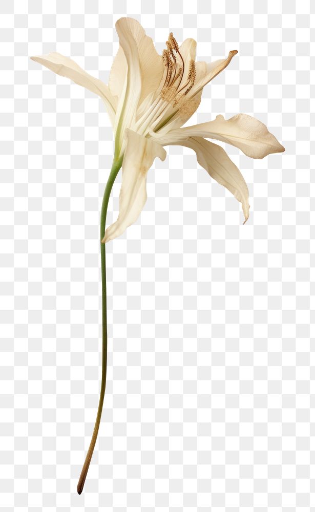 PNG  Real Pressed a madonna lily flower petal plant.