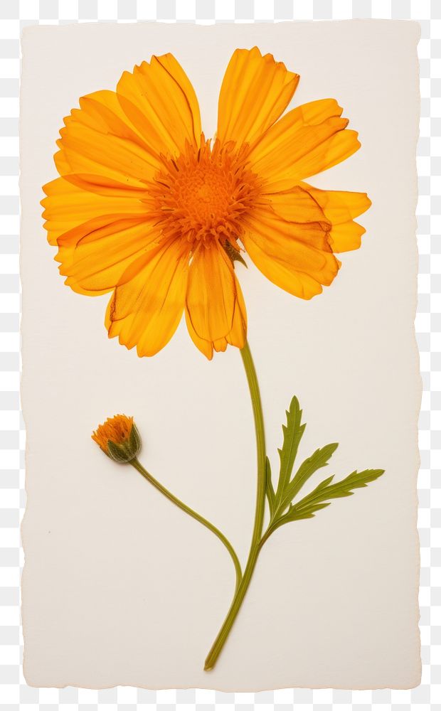PNG  Real Pressed a marigold flower petal plant.