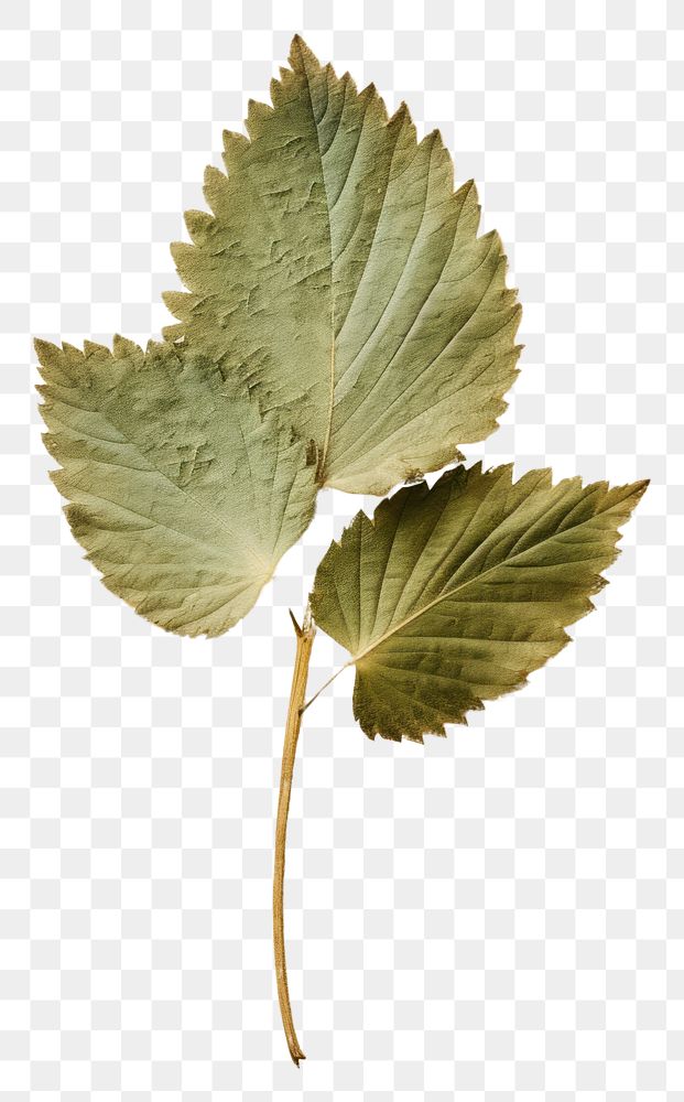 PNG  Real Pressed a mint leaf herbs plant sycamore.