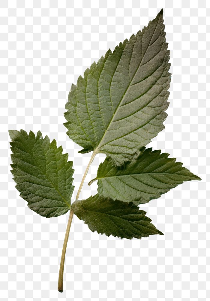 PNG  Real Pressed a mint leaf herbs plant freshness.