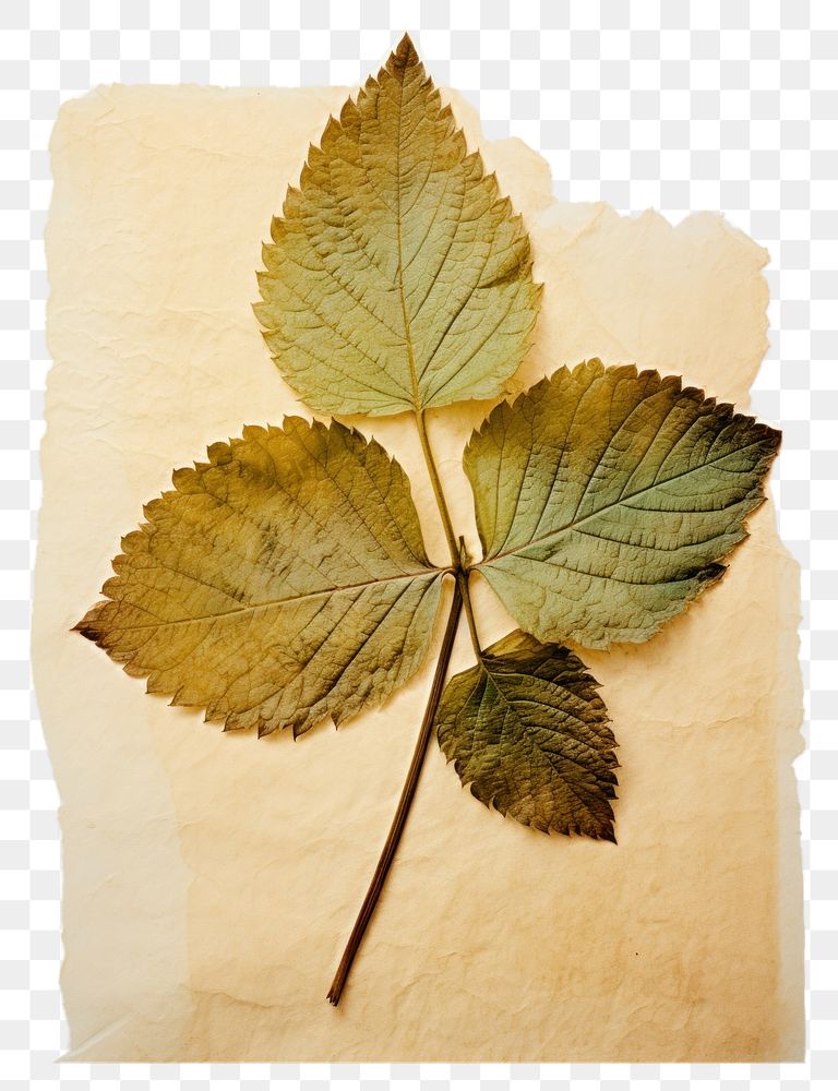 PNG  Real Pressed a mint leaf plant herbs tree.