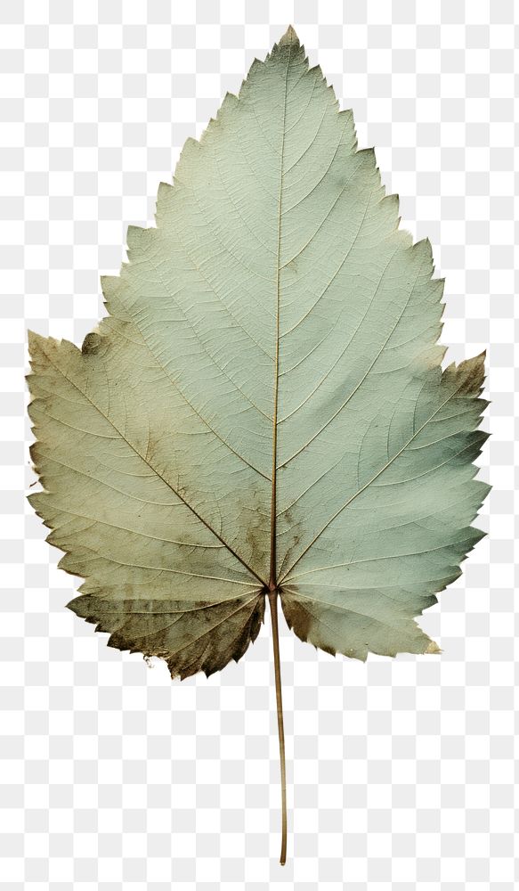 PNG  Real Pressed a mint leaf plant tree sycamore.