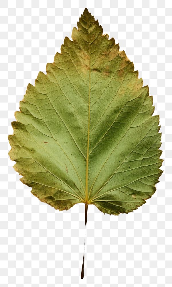 PNG  Real Pressed a mint leaf textured plant tree.