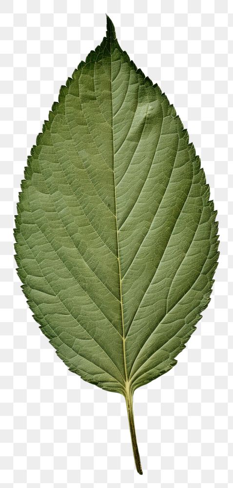 PNG  Real Pressed a mint leaf plant pattern nature.