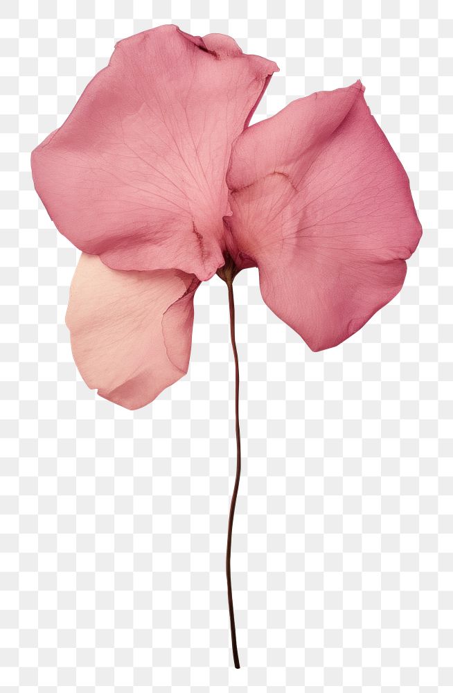 PNG  Real Pressed a pink rose petals flower plant leaf.