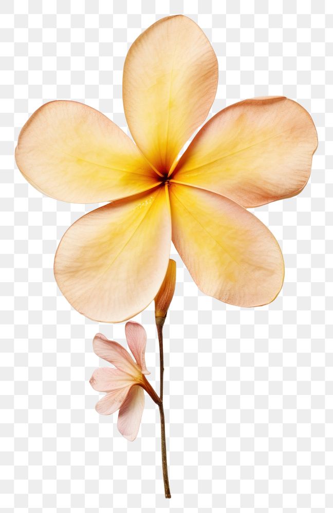 PNG  Real Pressed a plumeria flower petal plant.
