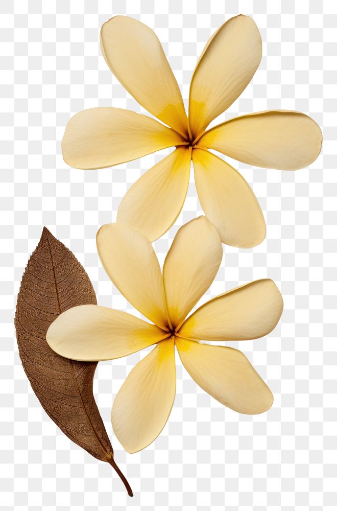 PNG  Real Pressed a plumeria flower leaf petal.