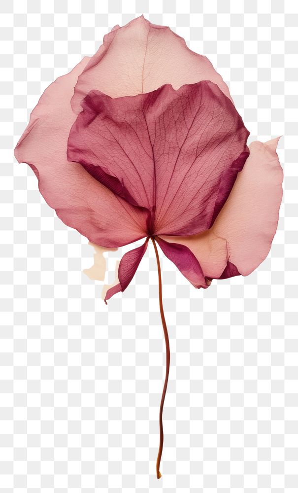 PNG  Real Pressed a rose petals flower leaf plant.