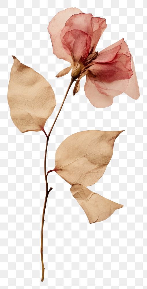 PNG  Real Pressed a rose petals flower leaf plant.