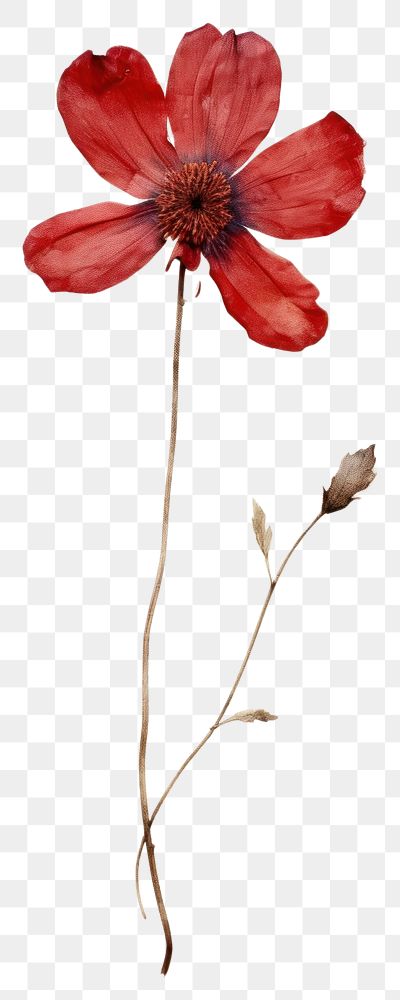 PNG  Real Pressed a red flower petal plant poppy.