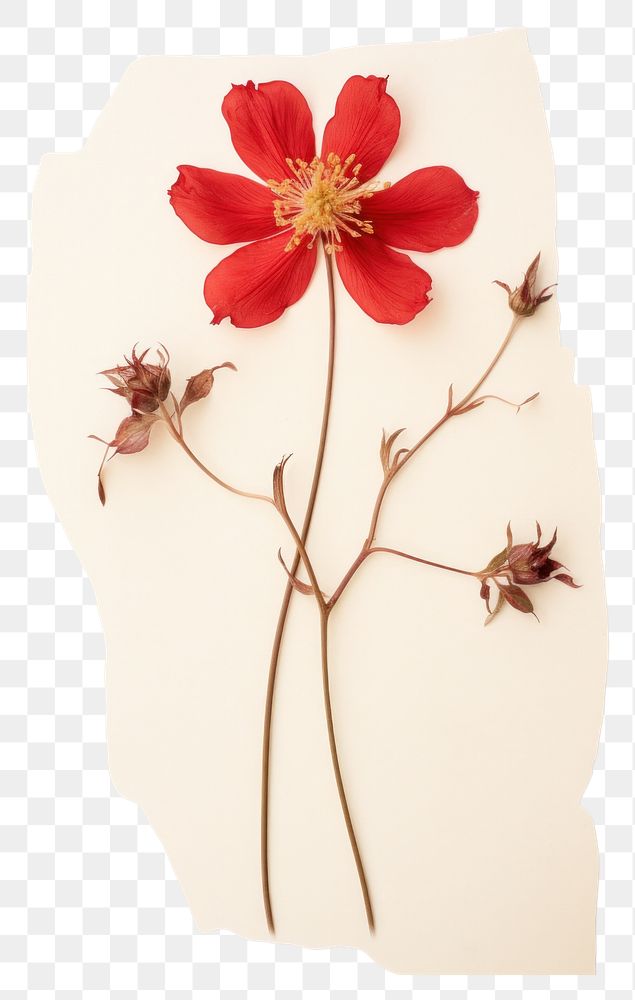 PNG  Real Pressed a red flowers petal plant paper.
