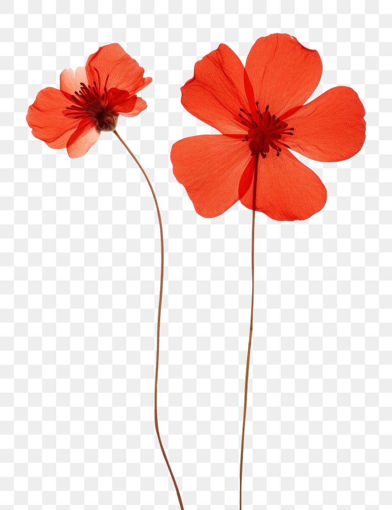 PNG  Real Pressed a red flowers petal poppy plant.