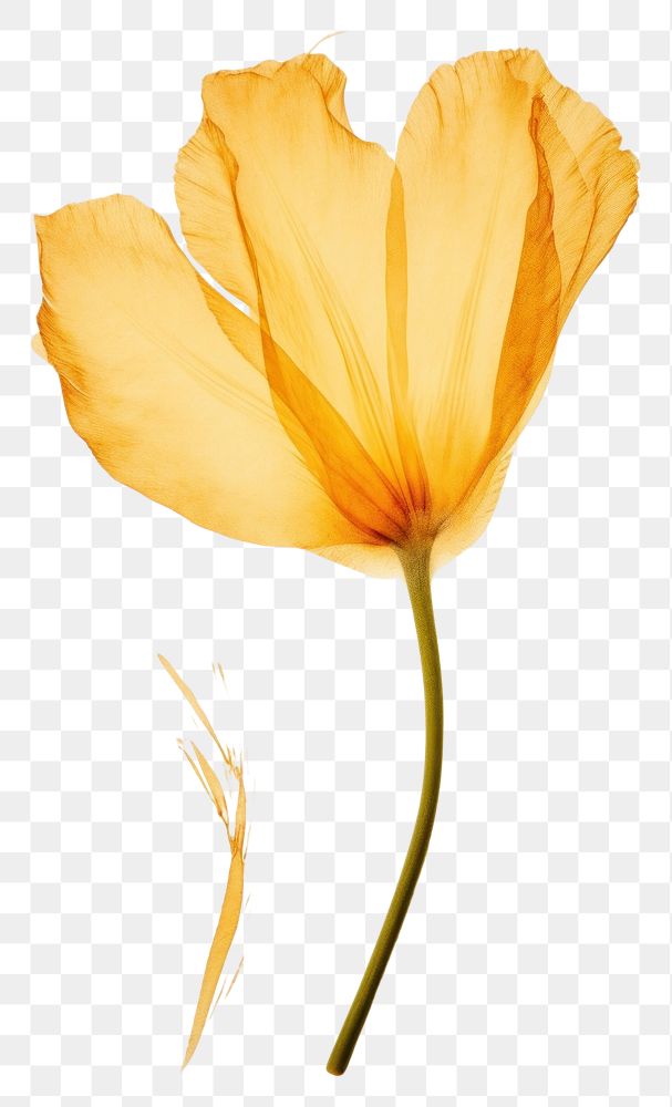 PNG  Real Pressed a yellow tulip flower petal plant.