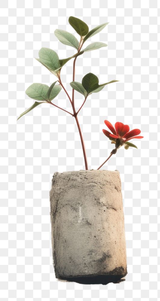 PNG A tiny plant grown up from the ruins windowsill outdoors nature. AI generated Image by rawpixel.