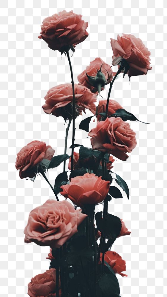 PNG Roses fallin from the sky like a rain flower plant petal. AI generated Image by rawpixel.