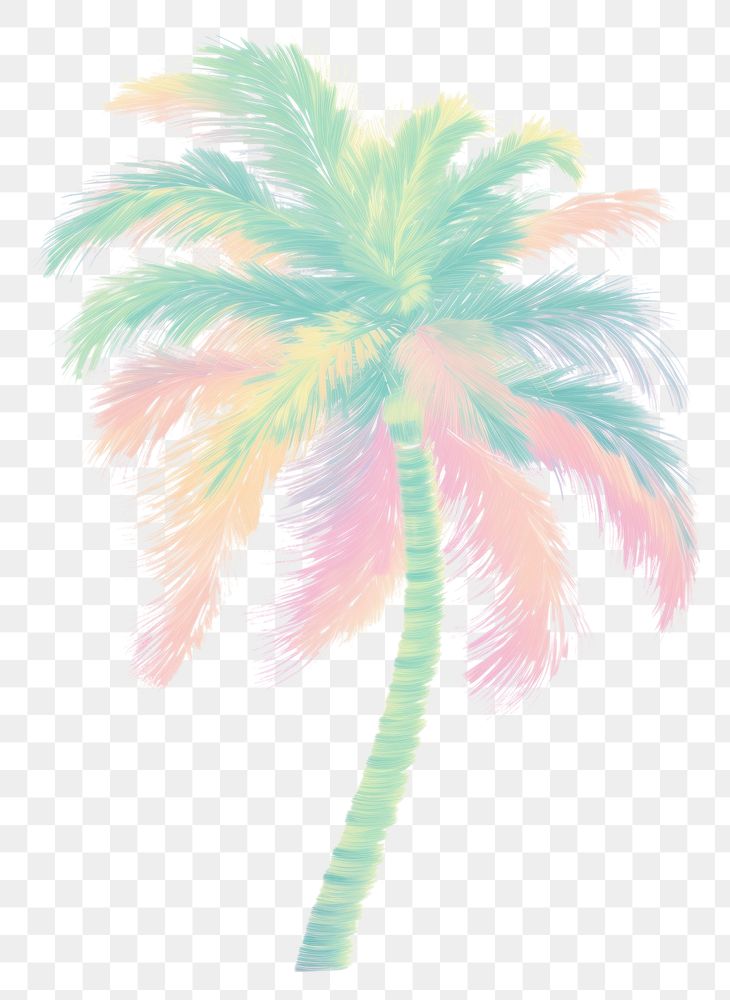 PNG  Palm tree plant white background arecaceae.