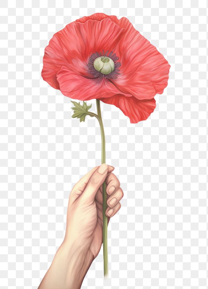 PNG  Hand holding poppy flower plant red white background.