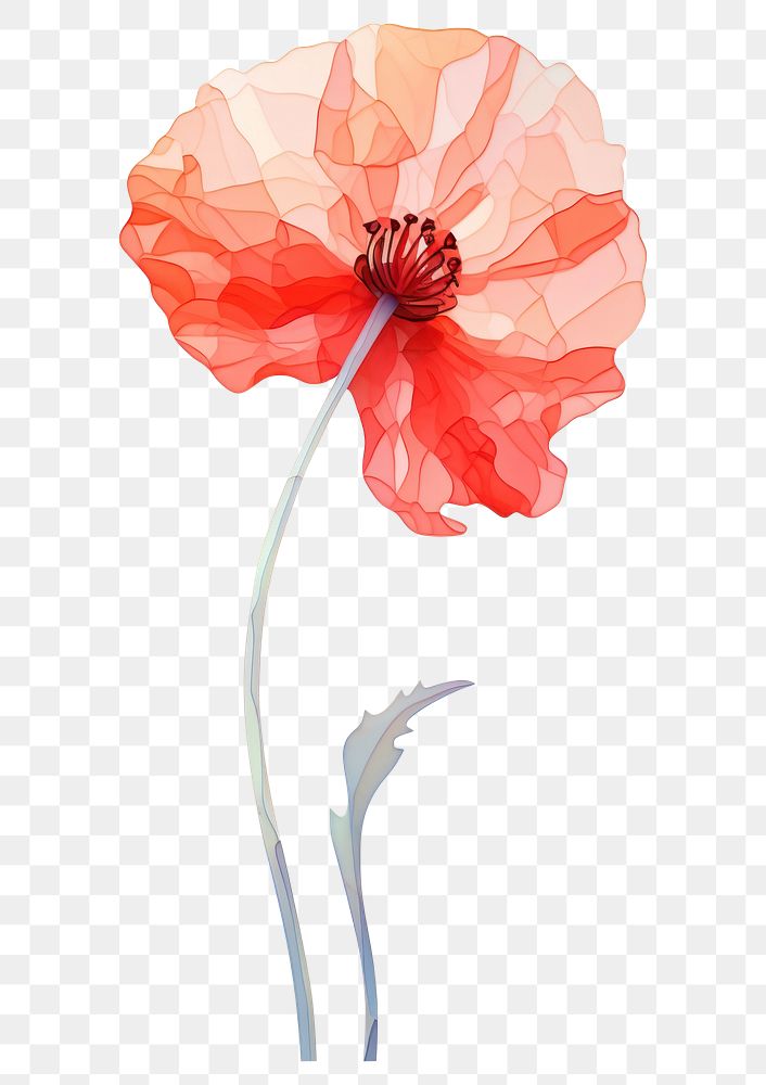 PNG  Poppy flower plant white background inflorescence.