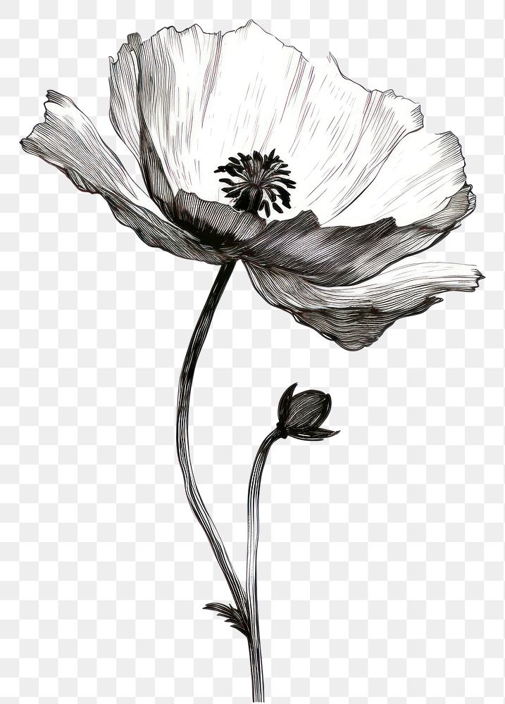 PNG  Poppy flower blossom drawing sketch.