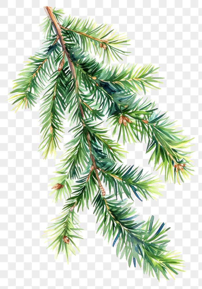 PNG Spruce plant tree pine.