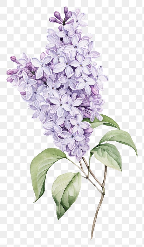 PNG Botanical illustration lilac flower blossom plant.