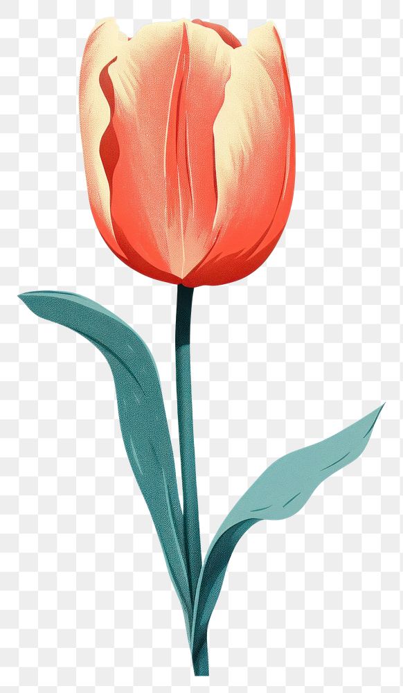 PNG Tulip flower plant inflorescence springtime.