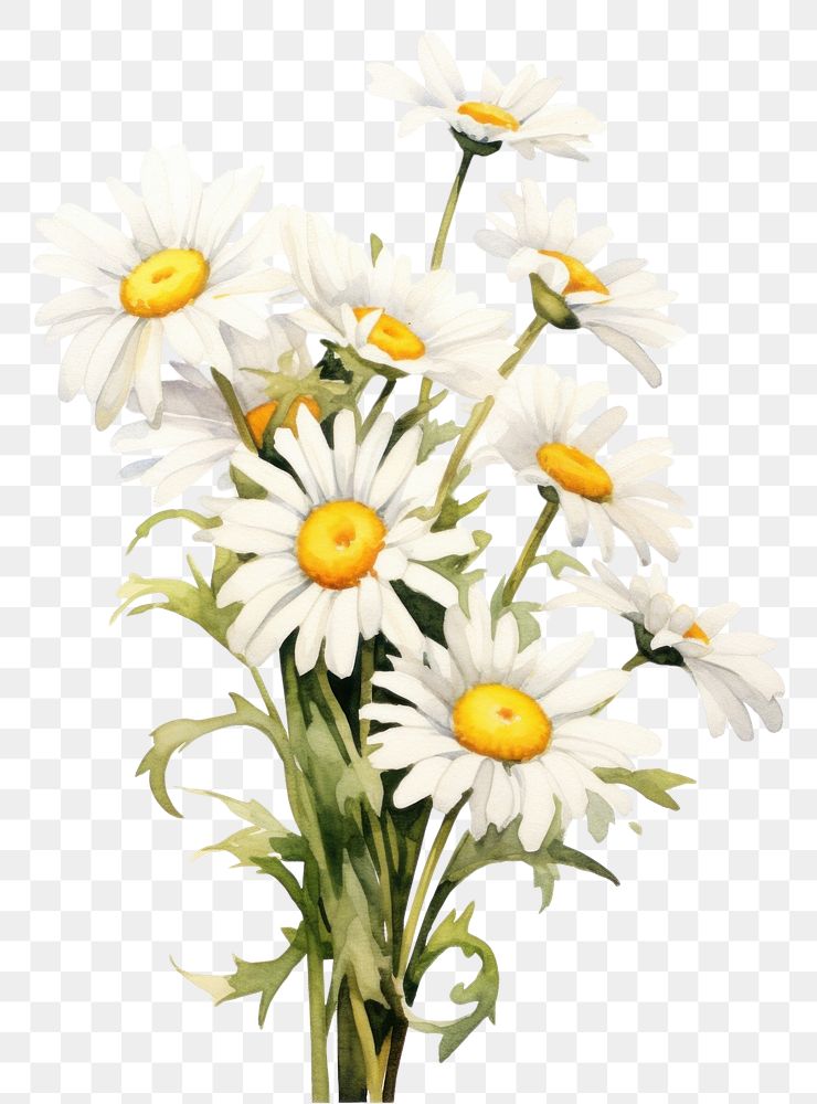PNG  Daisy bouquet daisy flower plant. AI generated Image by rawpixel.