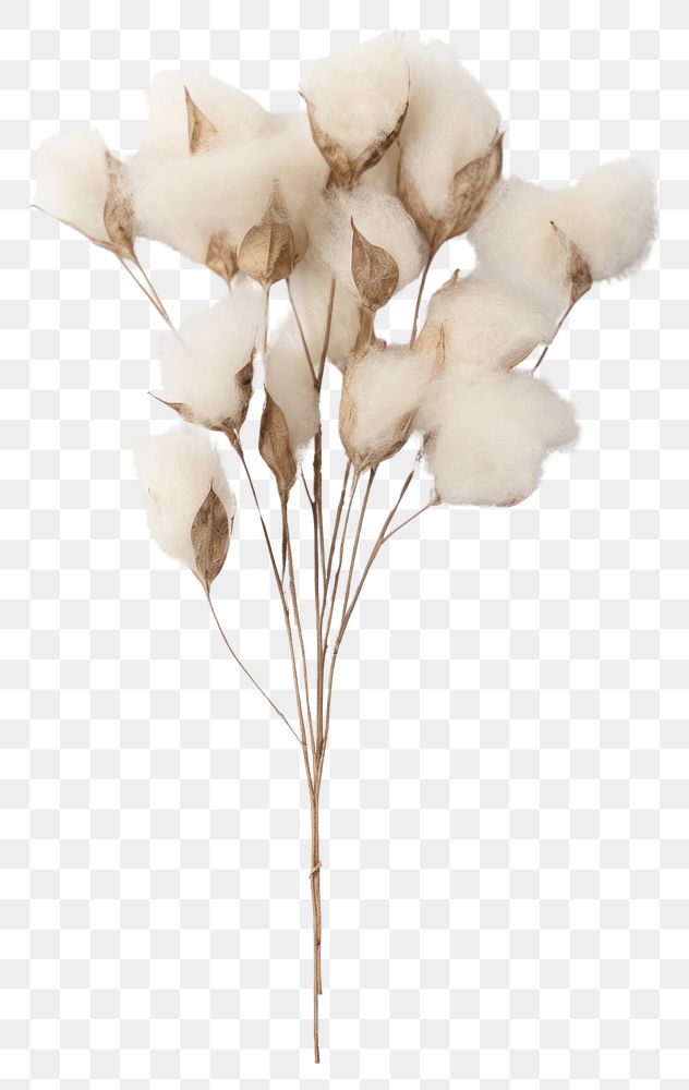 PNG  Real Pressed a Cotton flowers cotton white fragility.
