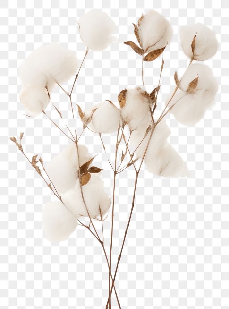 PNG  Real Pressed a Cotton flowers cotton white chandelier.