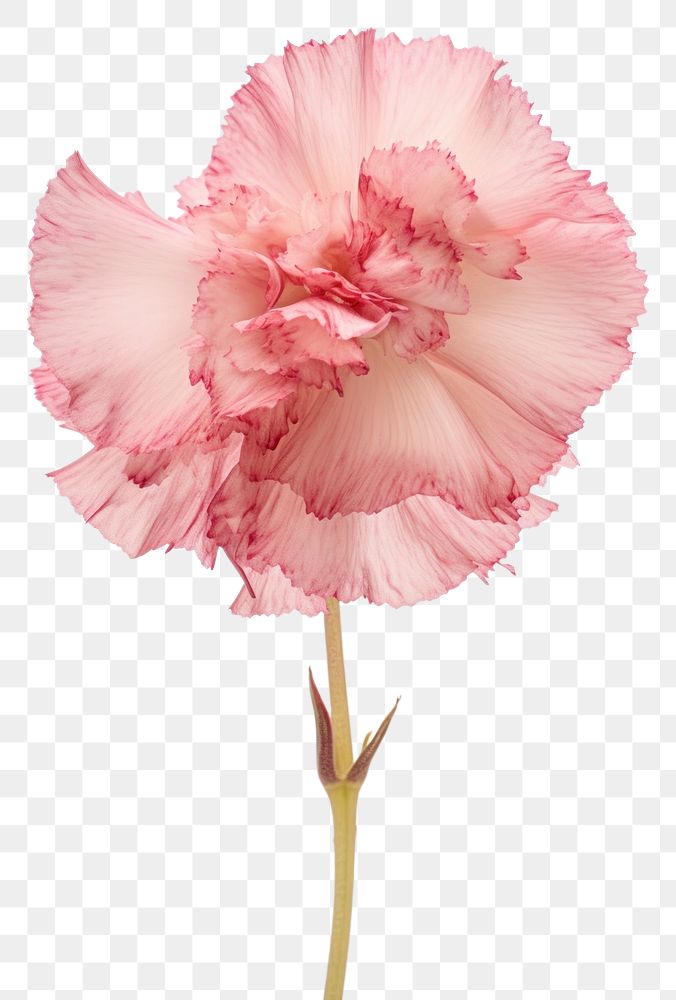 PNG  Real Pressed a Carnation flower carnation blossom plant.