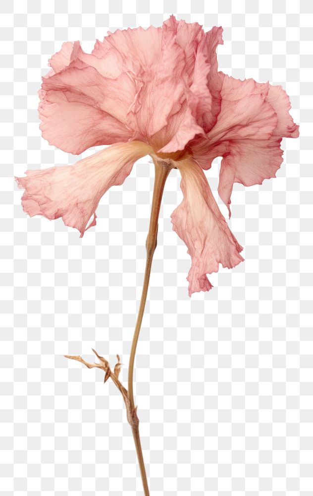 PNG  Real Pressed a Carnation flower carnation petal plant.