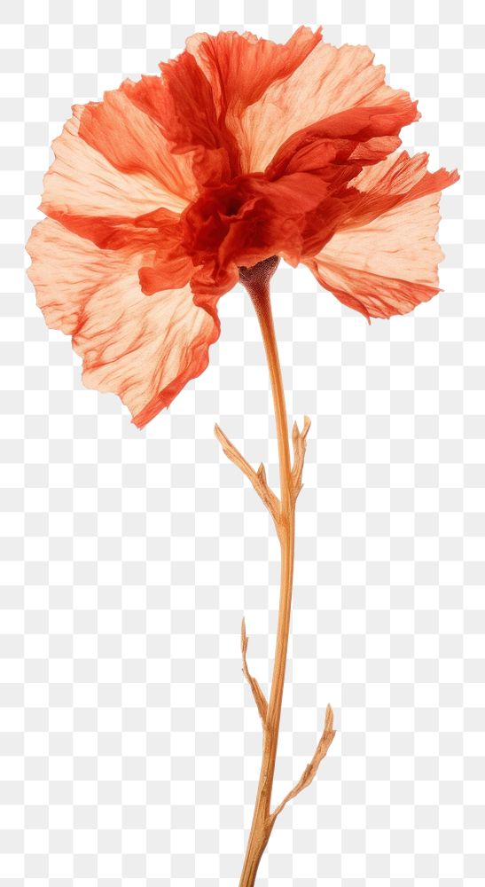 PNG  Real Pressed a Carnation flower carnation hibiscus petal.