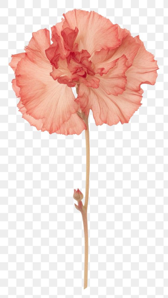 PNG  Real Pressed a Carnation flowers carnation plant red.