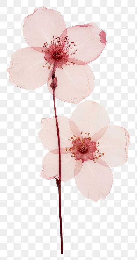 PNG  Real Pressed a Cherry Blossom flowers blossom nature petal.