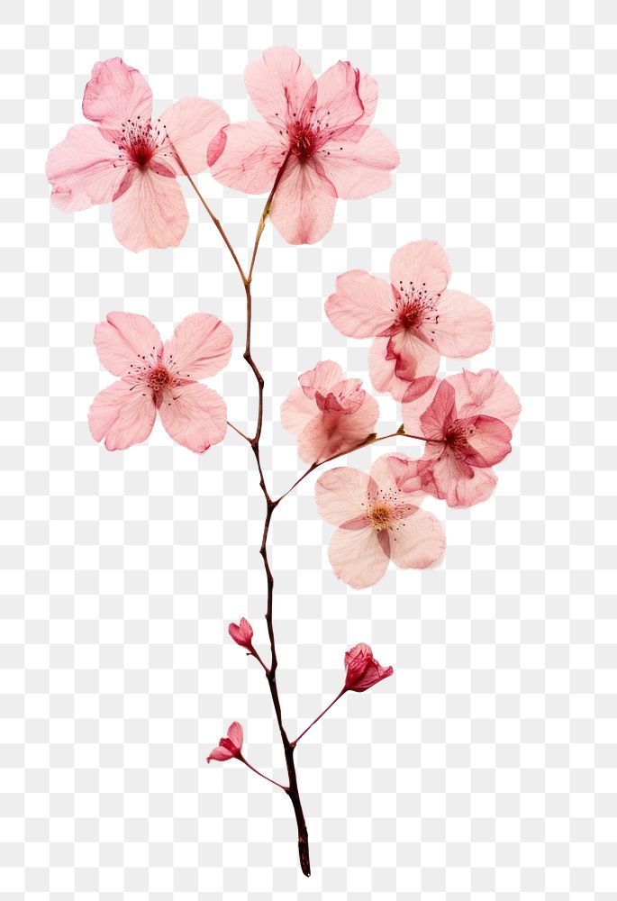PNG  Real Pressed a Cherry Blossom flowers blossom cherry petal.