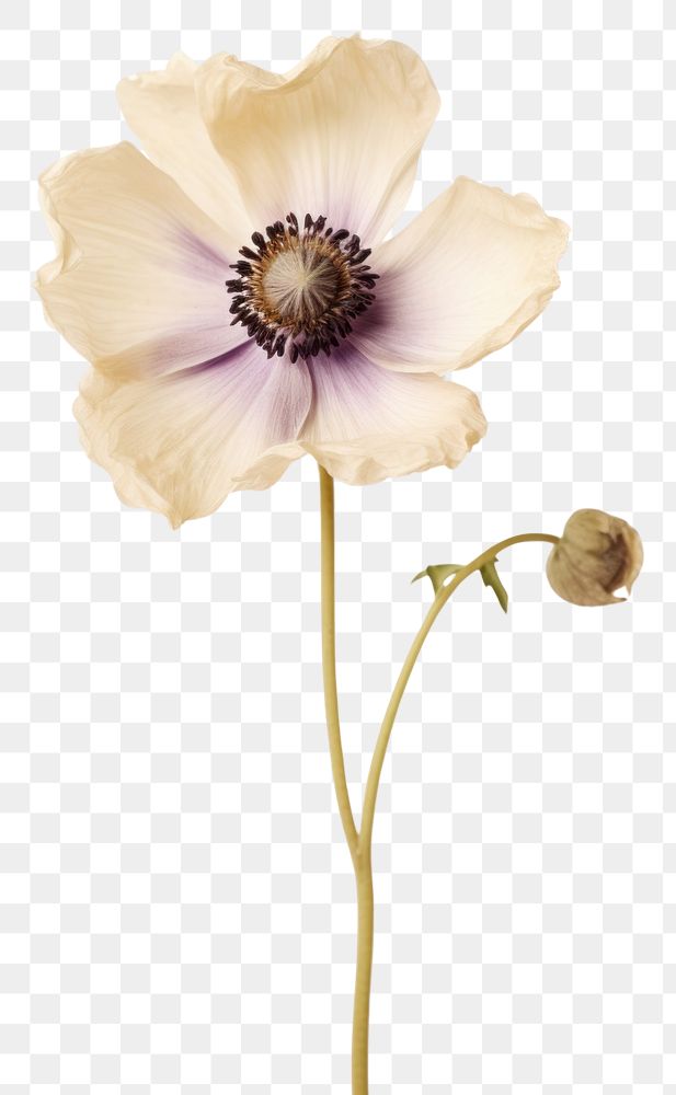 PNG  Real Pressed a Anemone flower blossom anemone petal.