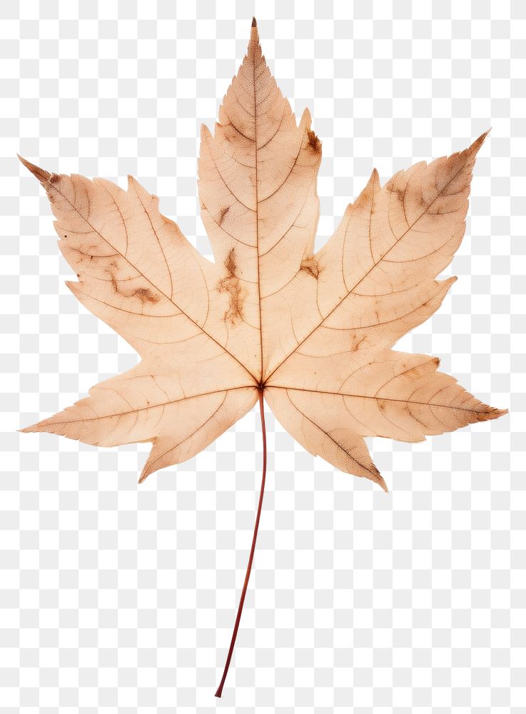 PNG  Real Pressed a Autumn leaf autumn maple plant.