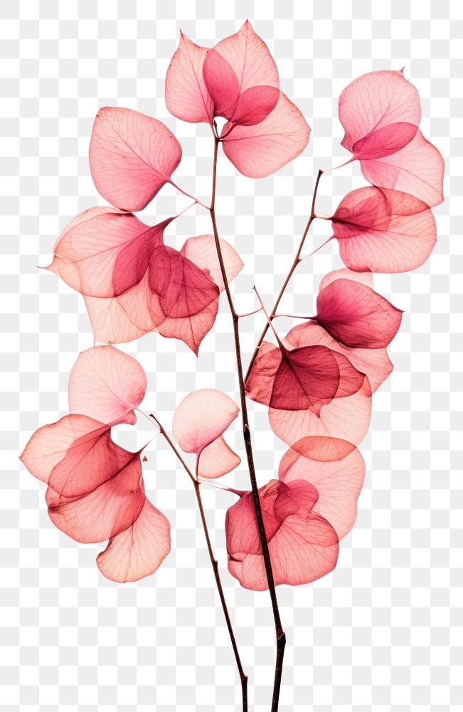 PNG  Real Pressed a bougainvillea flowers plant petal red.