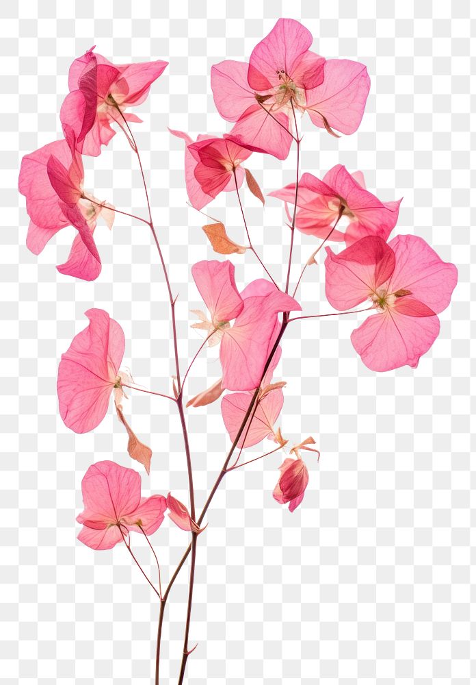 PNG  Real Pressed a bougainvillea flowers blossom petal plant.