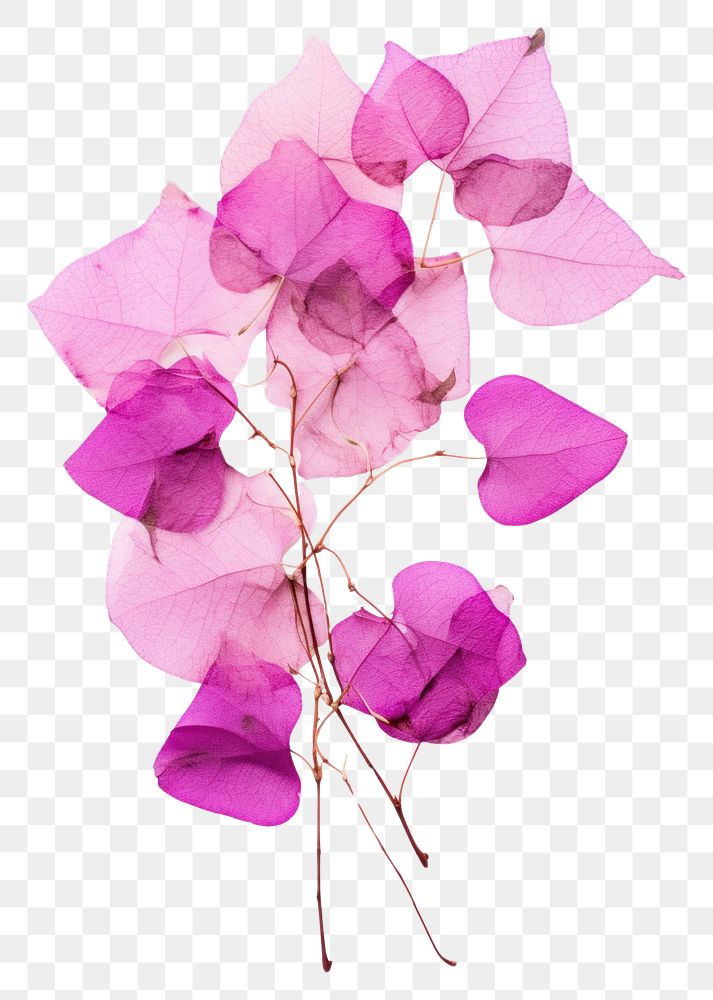 PNG  Real Pressed a bougainvillea flowers purple petal plant.