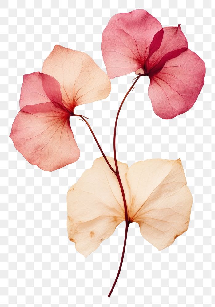 PNG  Real Pressed a bougainvillea flowers petal plant leaf.
