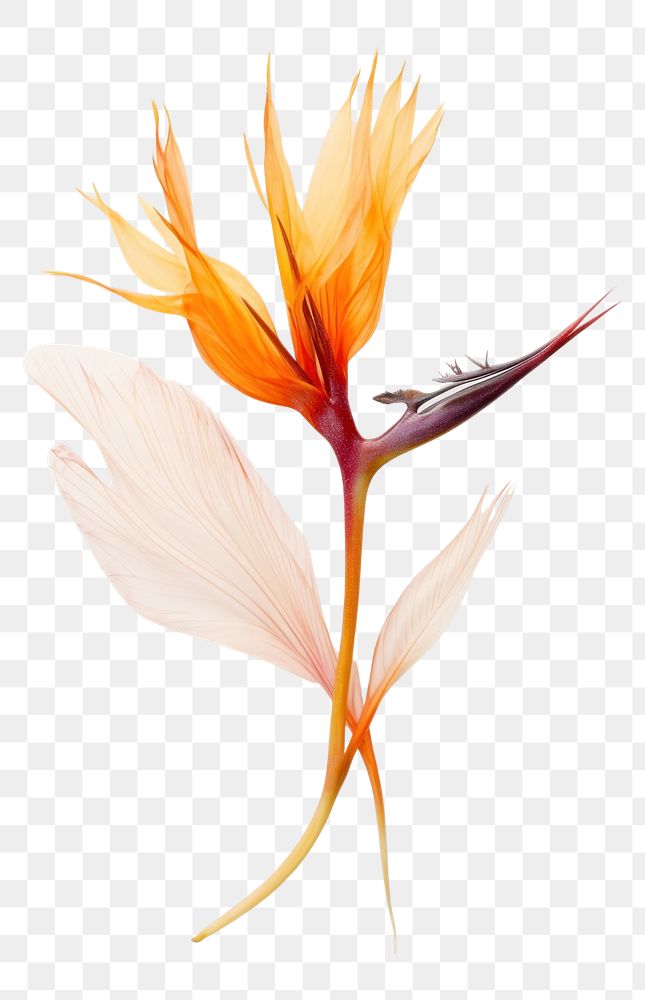 PNG  Real Pressed a Bird of paradise flowers petal plant leaf.