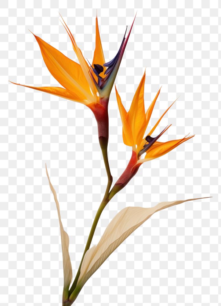 PNG  Real Pressed a Bird of paradise flowers plant petal bird.